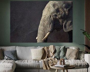 Portret van een olifant