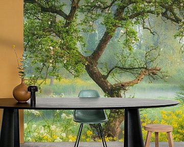 Blühender skurriler Baum zwischen Raps