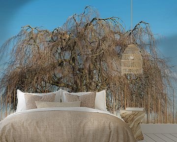 Grote klassieke wilgenboom in het voorjaar op een kwekerij