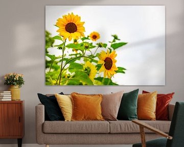 Tournesols en pleine floraison. sur Ron van der Stappen