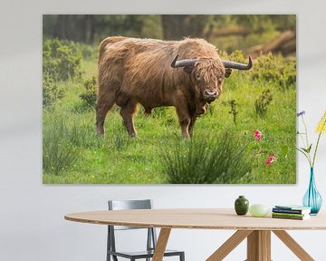 Schottischer Highlander bei Sonnenaufgang von John van de Gazelle fotografie