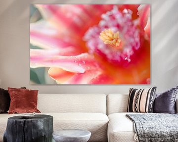 Nahaufnahme einer rosa Blüte auf einer Kaktuspflanze von Anouschka Rokebrand Photography LLC