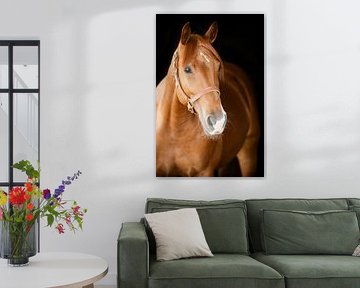 Fine Art portrait of a horse black background by Anouschka Rokebrand Photography LLC