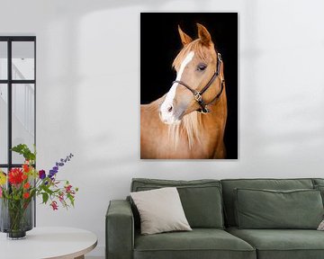 Fine art portrait of a young Arabian mare by Anouschka Rokebrand Photography LLC