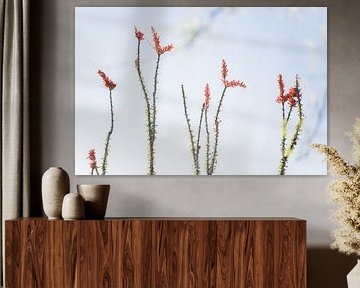 Occotillo cactus in full bloom