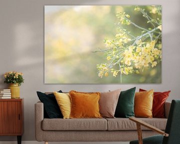 Palo Verde yellow flowers in the evening sun