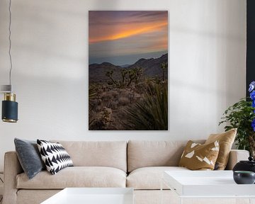 Joshua-Tree-Nationalpark, Kalifornien