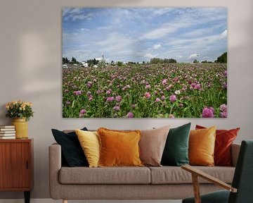 Un champ de trèfle en fleur sur Claude Laprise