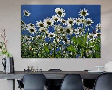 Un champ de fleur de marguerite en fleur sur Claude Laprise
