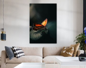 Mystieke oranje vlinder op donker blad - natuur in contrast van NickedPhotos