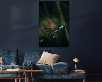 Elegante blaue Libelle in tiefdunkler Umgebung - Natur im Kontrast