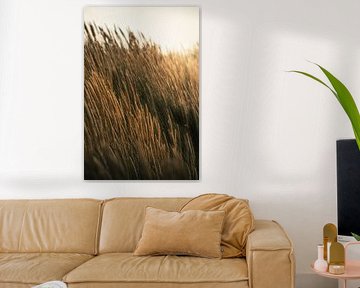 Golden glow over dune grass - summer Zeeland coast in pictures by NickedPhotos