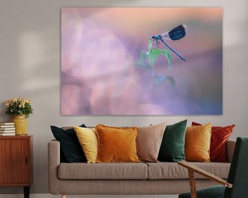 Meadow creek damselfly along the water's edge by Moetwil en van Dijk - Fotografie