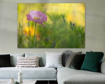Coquelicot rose - coquelicot sur Moetwil en van Dijk - Fotografie