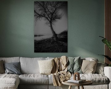 Arbre sur racines sur Karel Ham
