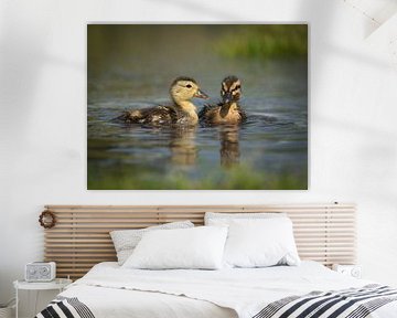 two young ducklings in the water by Margreet Riedstra
