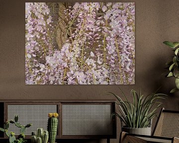 Blauwe regen aan de buitenmuur met bloeiende zacht roze bloemetjes van Margreet Riedstra