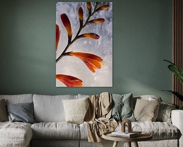 Montbretia in ijs 3 van Marc Heiligenstein