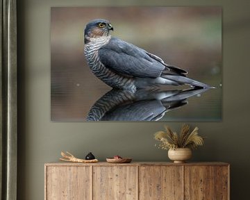 Portret van een Sperwer