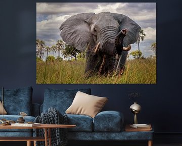 Okavango van Orangefield-images