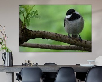 A tit in the garden in spring by Claude Laprise