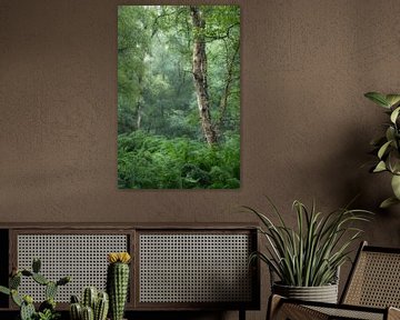 Dans la forêt de fougères sur Moetwil en van Dijk - Fotografie