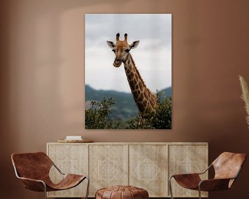 Paysage africain avec girafe dans le parc Kruger sur Ian Schepers