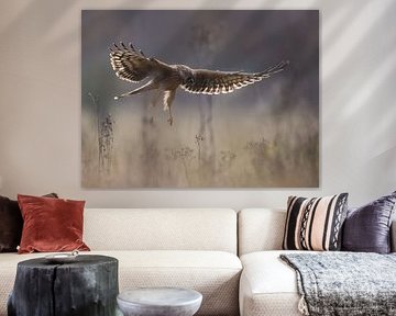 De blauwe kiekendief op jacht van Hajar Bakali