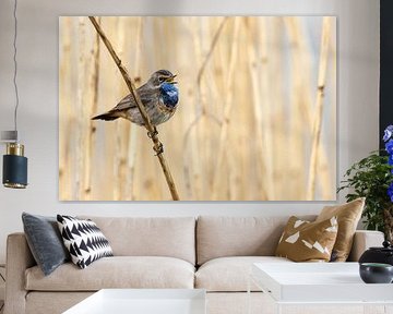 Singing bluethroat in the reeds by Arjan Otte