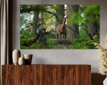 Eye contact with a roe deer by Hajar Bakali