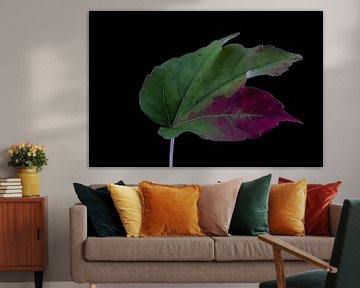 Des feuilles colorées sur Ralf Hickmann