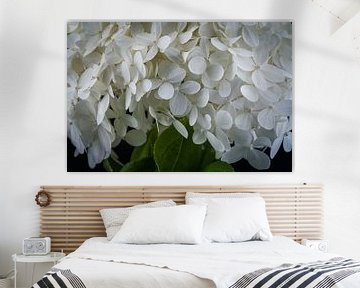 Hortensia sur Ralf Hickmann