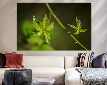 Groene bladeren in de zon (Nederland)