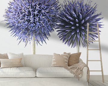 Excitable together: Two thistles in different stages by Marjolijn van den Berg