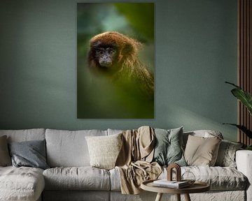 Portrait d'un titi rouge sur Mark Sluijmers