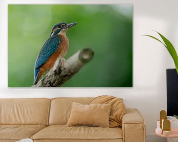 Eisvogel von Rando Kromkamp Natuurfotograaf