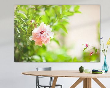 Hibiscus sur Sam Loman