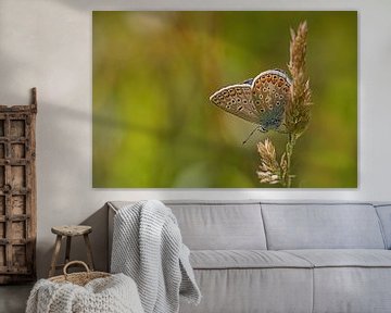 Vlindermoment – Natuurfoto met Vlinder op Grasstengel van Joriali fotografie en schilderijen