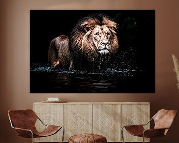 Powerful lion in the water