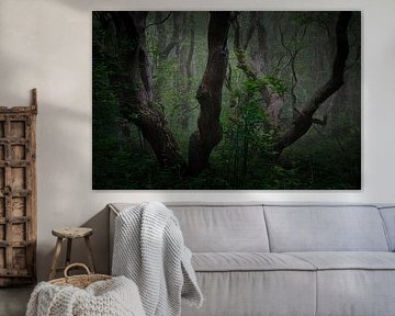 2 paires de chênes centenaires dans la brume sur peterheinspictures