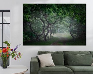 Vue de brouillard dans la forêt sur peterheinspictures