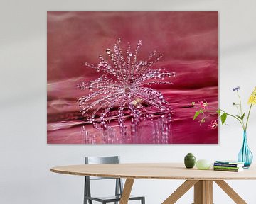 Shine (Paardenbloempluisje met druppeltjes in roze) van Caroline Lichthart