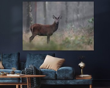 Pointed red deer in open forest by Peter Ponsteen