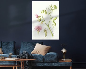 Lathyrus des bois sur Esthers Nature Studio