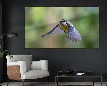 Mésange bleue en vol sur Leon Brouwer