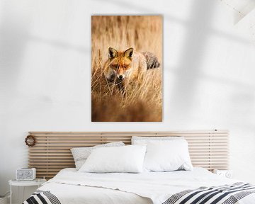 Hunting fox on the Veluwe by birdwatching_veluwe by Mirjam Boeschen Hospers