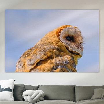 Schleiereule schaut nach rechts