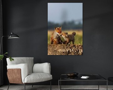 Cheerful young fox and his mother during sunset by birdwatching_veluwe by Mirjam Boeschen Hospers
