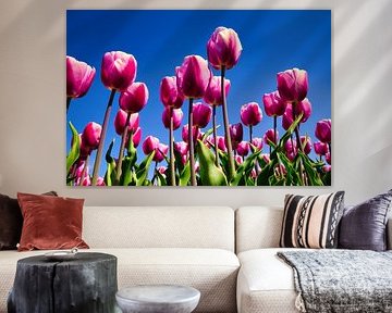 Tulips from Julianadorp by Henrys-Photography