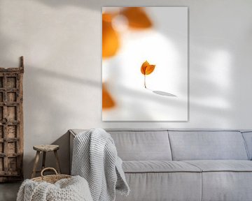 leaf shadow by Ini Rendybovi